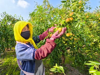 黃驊港海關助力黃驊冬棗開拓國際市場